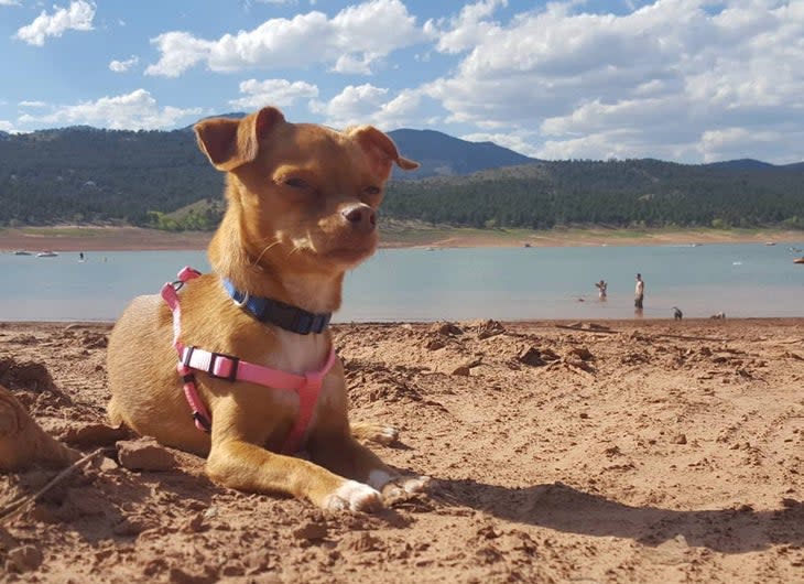 chihuahua lying on beach