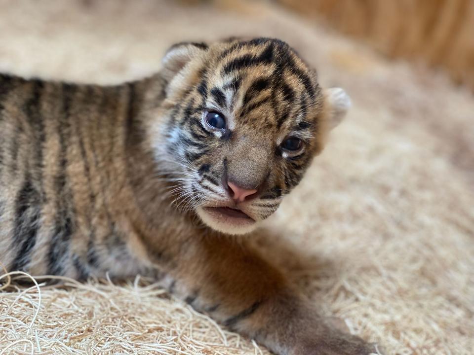 Two Sumatran tiger cubs were born at the Memphis Zoo on May 5.