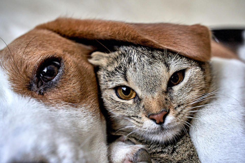 Animals also get cold during the winter, and it is important to be careful of this.  (Photo: Getty Images)