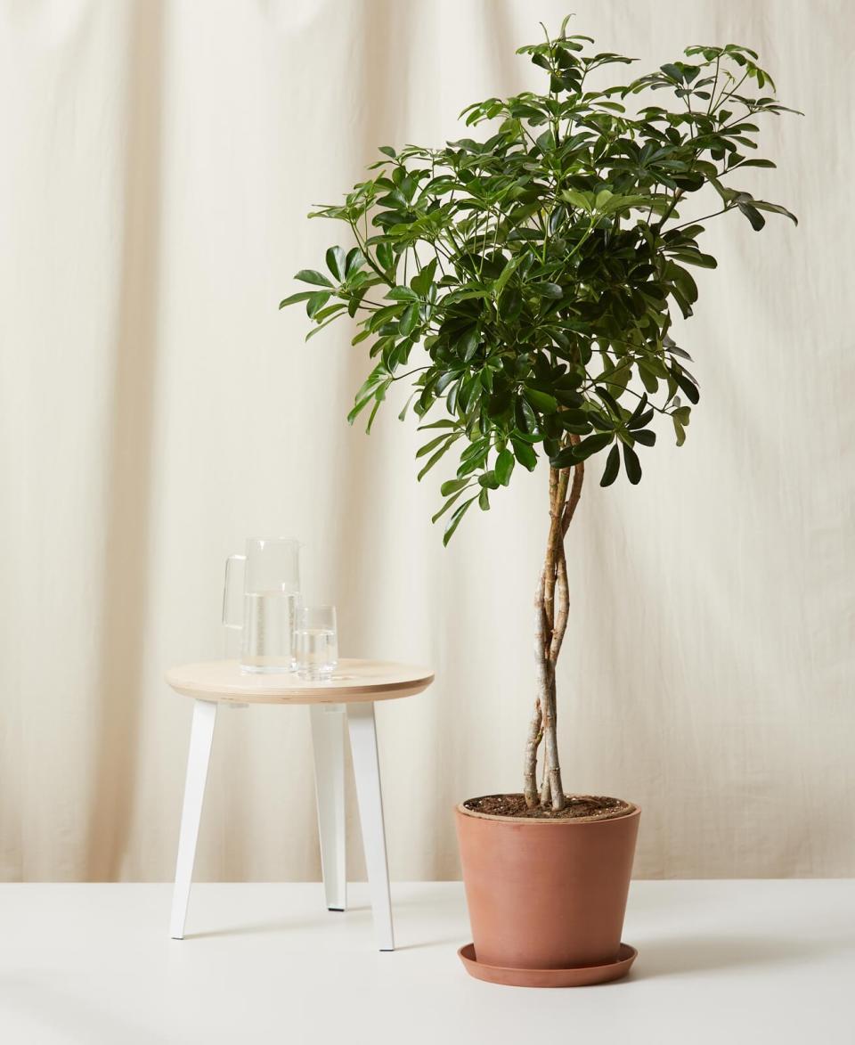 <p><a href="https://bloomscape.com/product/fiddle-leaf-fig-tree/" rel="nofollow noopener" target="_blank" data-ylk="slk:Shop Now;elm:context_link;itc:0;sec:content-canvas" class="link ">Shop Now</a></p><p>Fiddle Leaf Fig Tree</p><p>bloomscape.com</p><p>$600.00</p>