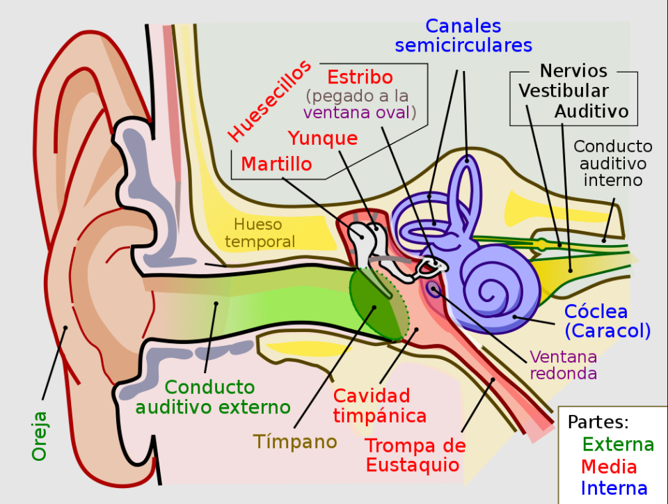 Estructura del oído. (Imagen creative commons vista en Wikipedia).