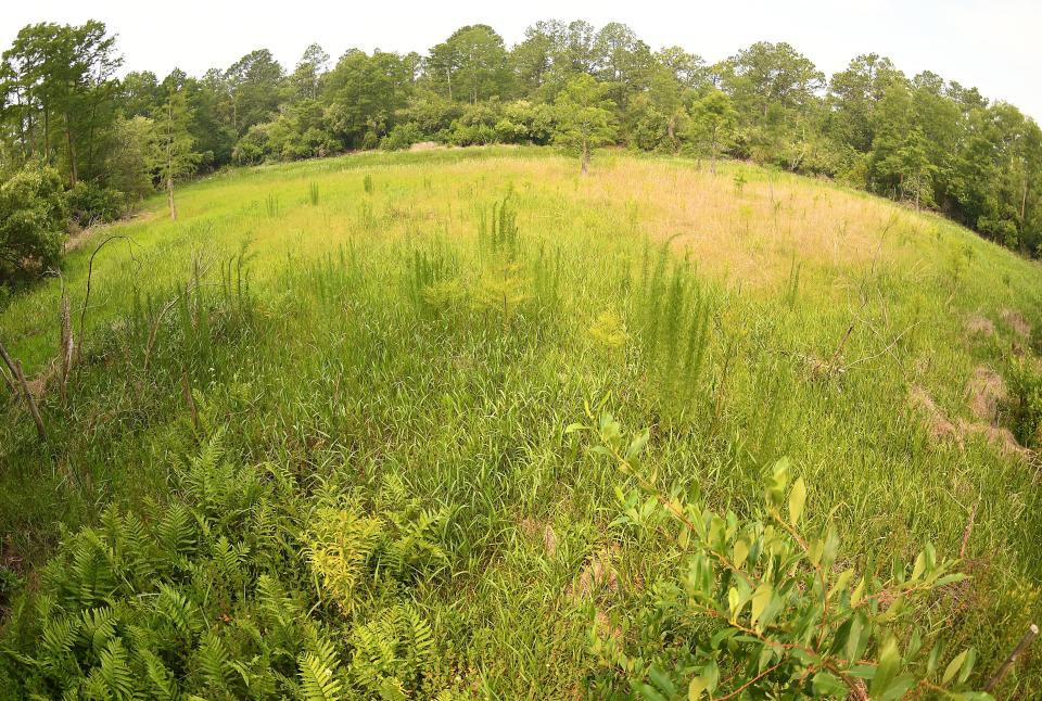 The ephemeral pond at Wilmington's Halyburton Park was dry on June 15. North Carolina's isolated wetlands and ponds and wetlands that are wet only part of the year will likely lose protections when the state starts following the federal definition of wetlands.