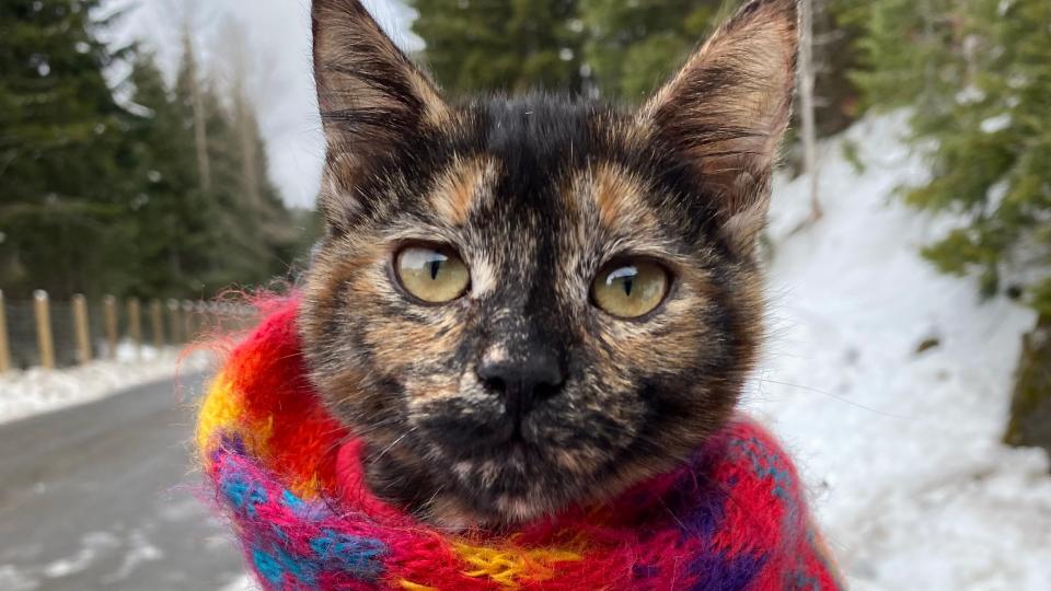 Duckie the tortie, who is still in the early stages of leash-training, gets bundled up in a scarf or blanket and toted along on family hikes.