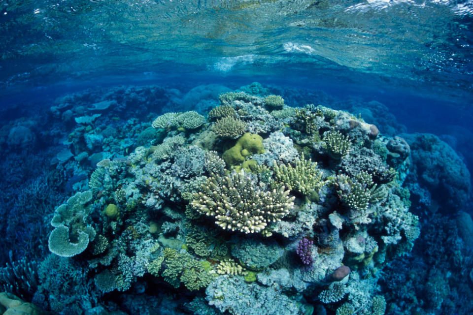 Great Barrier Reef, north-east of Port Douglas, Queensland, Australia, Western Pacific Ocean Coral, mostly of the genus Acropora.<span class="copyright">Francois Gohier—VWPics/Universal Images Group/Getting Images</span>