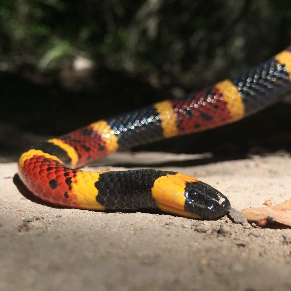 Coral snakes can be harmful to humans especially kids and people with compromised immune systems. Bites are extremely rare and mortality is even rarer.