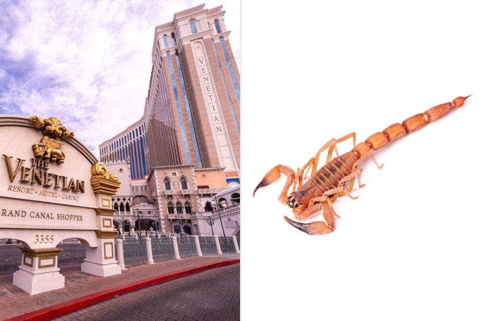 <p>Getty Images (2)</p> The Venetian Las Vegas, where a scorpion stung a man on his testicles.