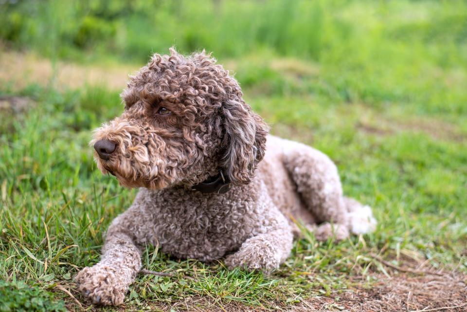 14 Curly-Haired Dogs That’ll Have the Same 'Do As You
