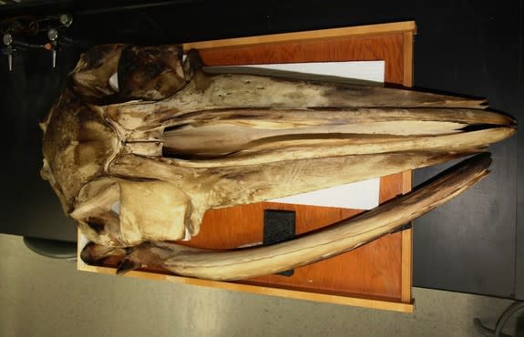 A fin whale skull helped researchers study the acoustical properties of whale skulls.