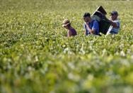 FILE PHOTO: Pickers walk in the middle of black grapes crops during harvest at the Chateau Haut-Brion vineyard in Pessac, near Bordeaux