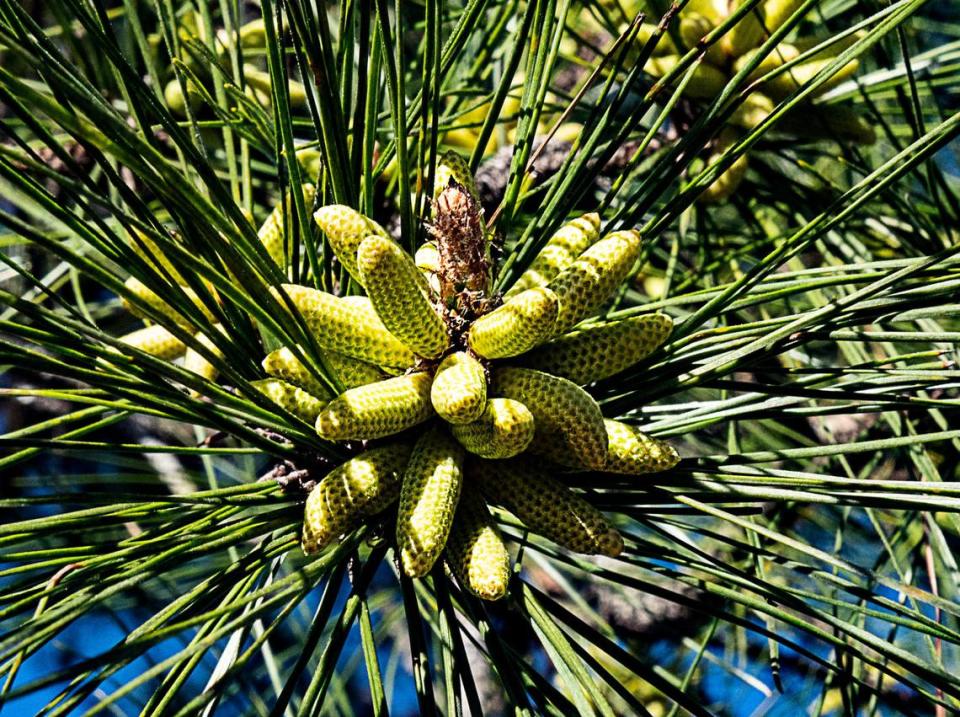 Pine pollen cones are small and relatively inconspicuous.