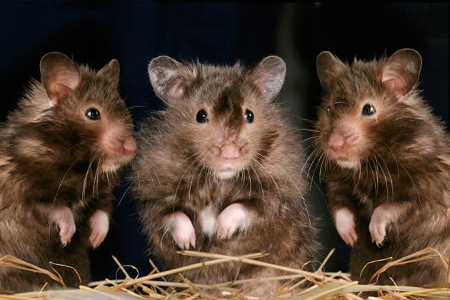 ... Hamster am besten gleich in größeren Mengen. (Foto: ddp)