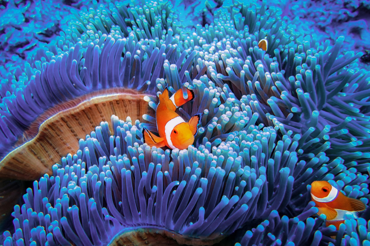 Beautiful clownfish hiding in blue sea anemone.