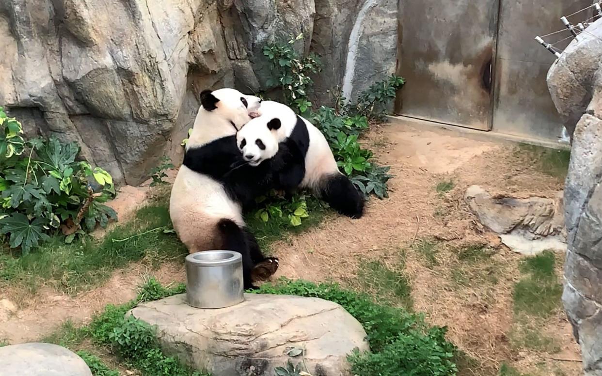 This handout photo provided by Ocean Park Hong Kong on April 7, 2020 shows giant pandas Ying Ying and Le Le before mating at Ocean Park in Hong Kong - AFP