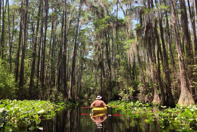 <p>Courtesy of Georgia State Parks</p>