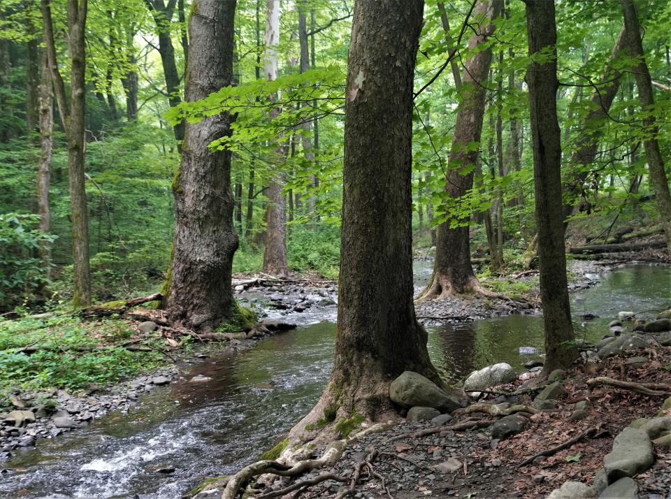 Large hardwoods flank Hornbeck Creek in the Delaware Water Gap National Recreation Area on Thursday, June 29. The area of Hornbeck Creek and Mount Minsi have been added to the Old-Growth Forest Network, an organization which recognizes and looks to preserve century+-old forests.