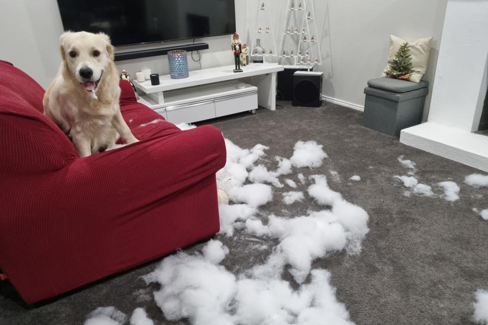 (PICTURED: GOLDEN RETRIEVER BUDDY (20 MONTHS) AMONG THE FILLING OF A DOG BED THAT HE DESTROYED) A nightmare dog who got THROWN OUT of two behaviour schools and destroyed £8,000-worth of his owner's belongings finally turned his life around - after befriending a French bulldog puppy. Tracy Montgomery got her golden retriever Buddy when he was seven months old but as soon as she brought him home, the 'out of control' dog made it his mission to destroy everything in his path. The 52-year-old said that he munched through thousands of pounds worth of items including an ipad, flooring throughout her home and around 15 TV remotes - forcing her to buy them in bulk.