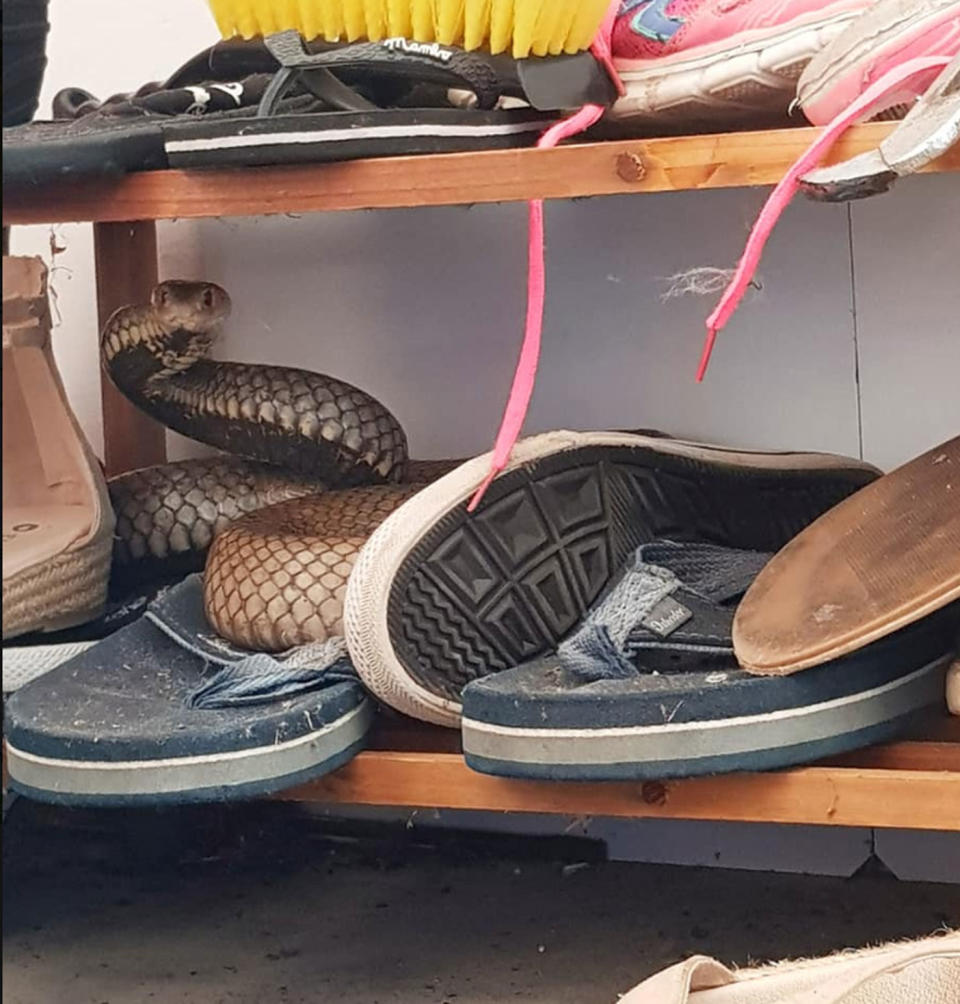 The snake slithered onto the shoe rack. Source: Facebook/The Snake Catcher 24/7 Sunshine Coast