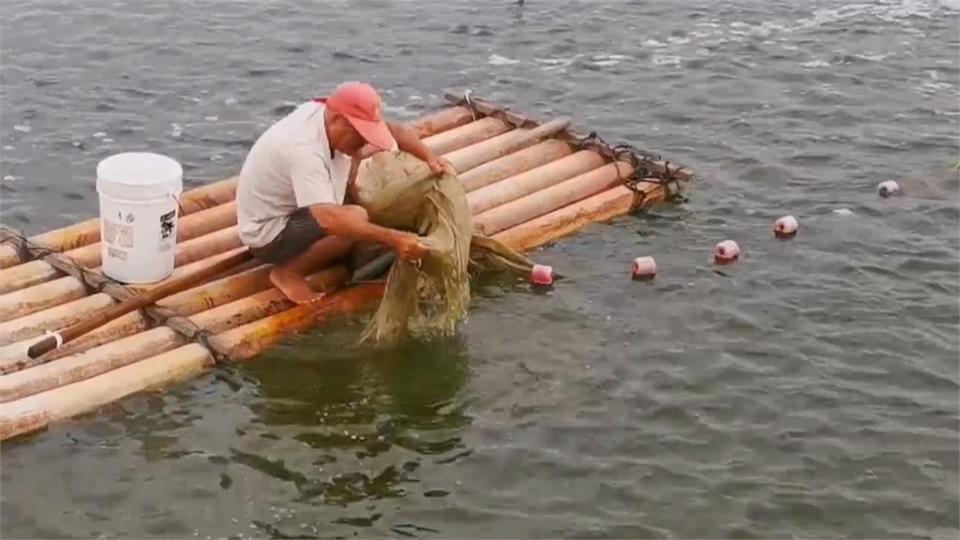 天氣變化大「抵抗力變差」　嘉義養殖金目鱸魚染病大量暴斃