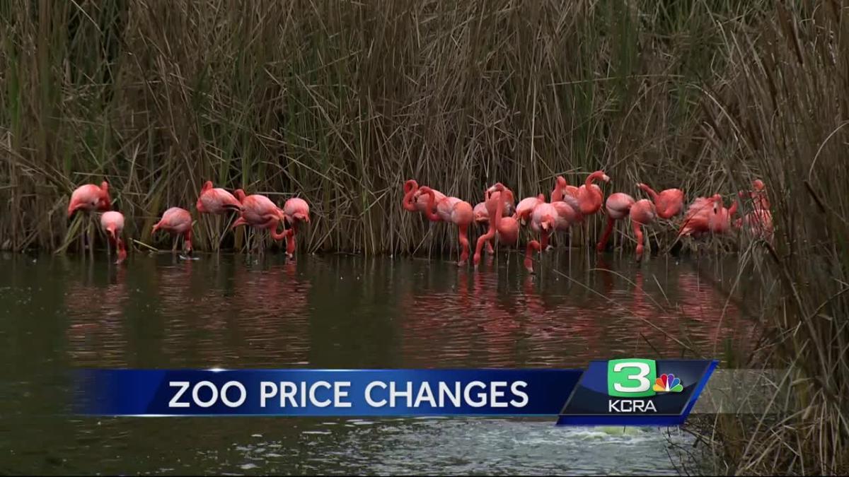 Why Sac Zoo ticket prices are increasing