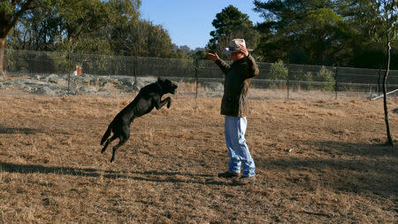 Pet dog Snoop jumps up to Paddy from BackTrack YouthWorks in Armidale, Australia August 24, 2018. REUTERS/Jill Gralow