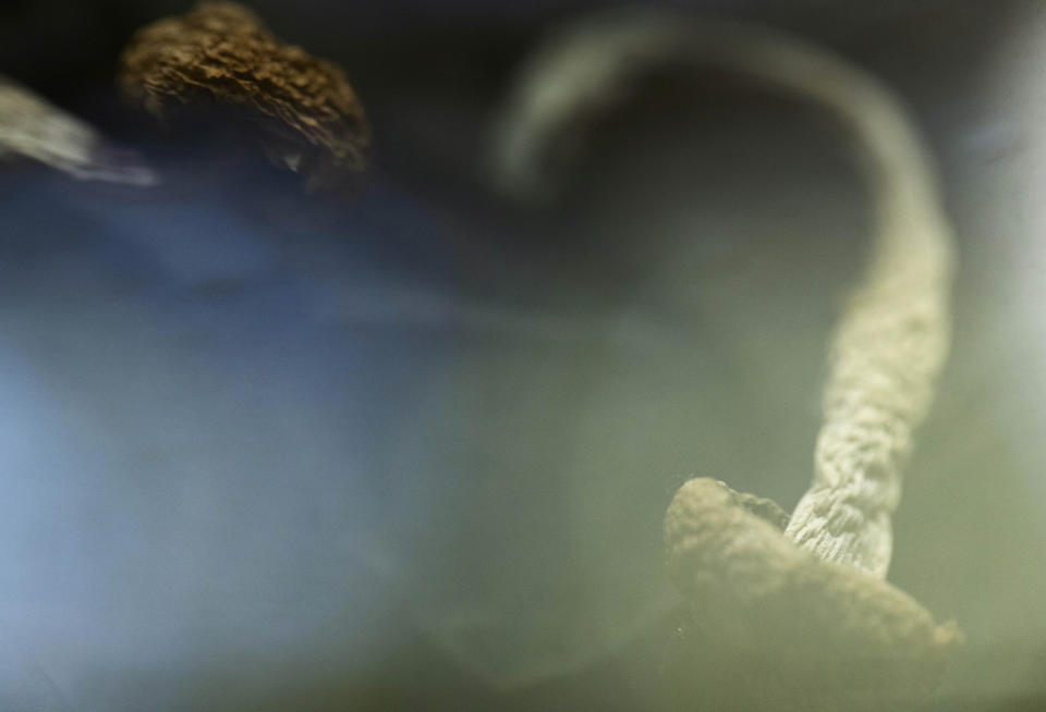 Golden Teacher mushrooms are displayed at Epic Healing Eugene, Oregon’s first licensed psilocybin service center, on Friday, Aug. 4, 2023, in Eugene, Ore. (AP Photo/Jenny Kane)