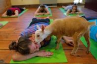 A goat licks Julia Lewis during a yoga class with eight students and five goats at Jenness Farm in Nottingham, New Hampshire, U.S., May 18, 2017. Picture taken May 18, 2017. REUTERS/Brian Snyder