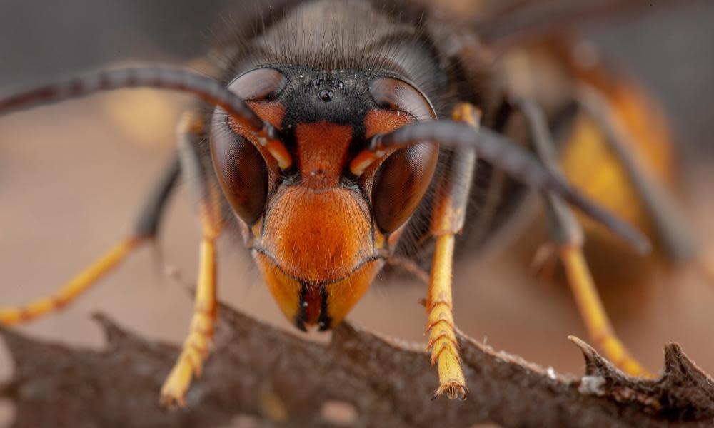 <span>Photograph: Eduardo Gonzalez/Alamy</span>