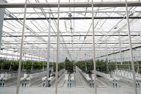 Cannabis plants grow inside the Tilray factory hothouse in Cantanhede, Portugal April 24, 2019. REUTERS/Rafael Marchante