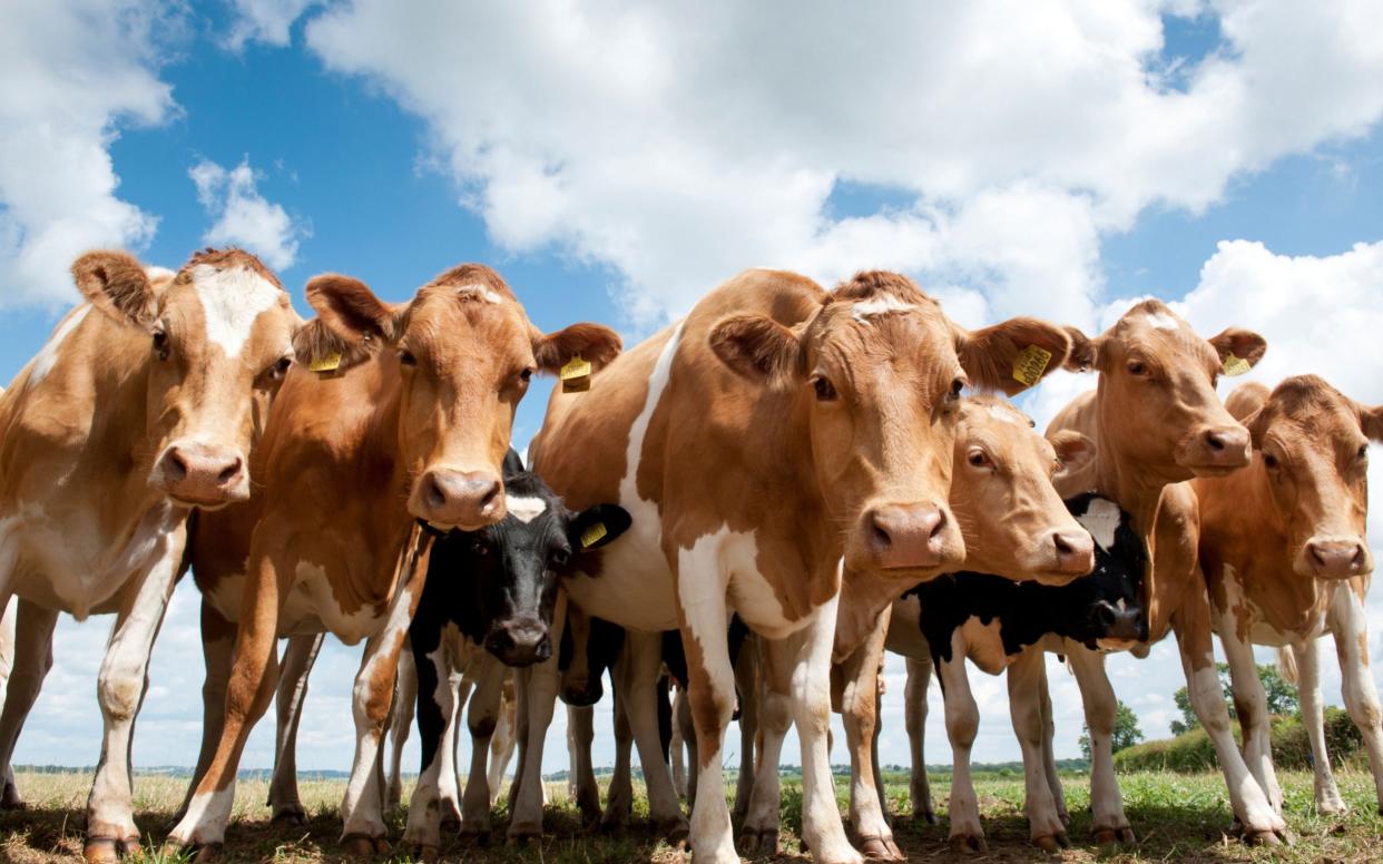 Manure from cows has been converted into energy - Tim Gainey / Alamy Stock Photo