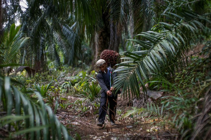 FILE PHOTO: Indonesian worker Abdul Rahim Gani carries oil palm fruits at Felda Bukit Cerakah in district of Klang outside Kuala Lumpur