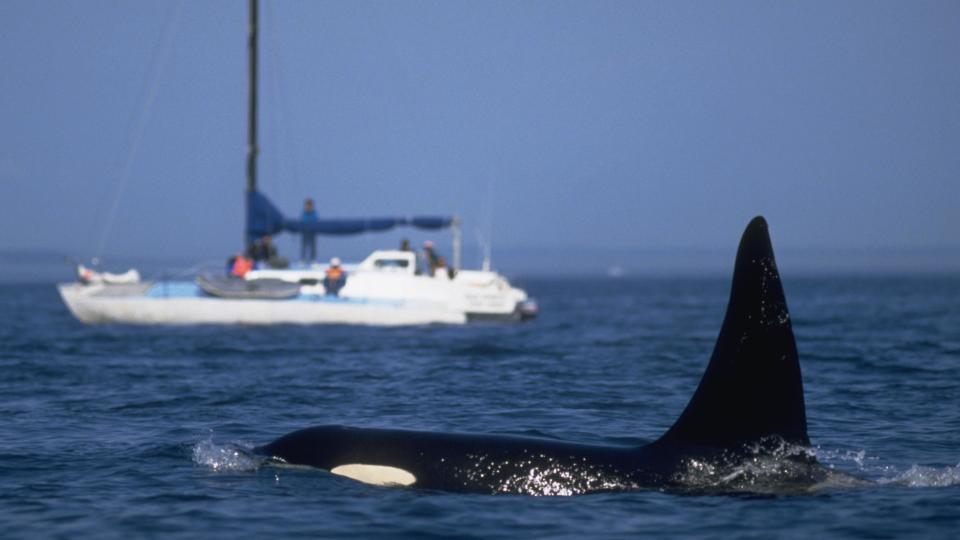 Una orca junto a un velero.