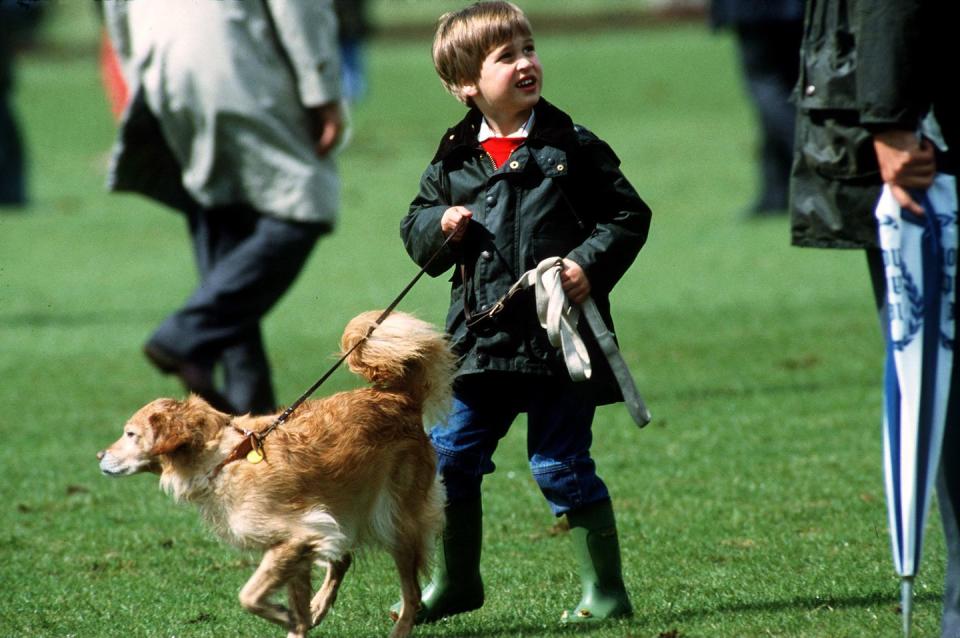 <p>Prince William walks a pet dog during a polo match.</p>