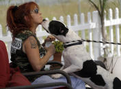 In this Oct. 10, 2013, photo, Tia Maria Torres, star of Animal Planet’s “Pit Bulls and Parolees,” is licked by a pit bull during the filming of an episode of the show's fifth season in New Orleans. Torres, who runs the nation’s largest pit bull rescue center and has long paired abused and abandoned dogs with the parolees who care for them, has moved her long-running reality TV series from southern California to New Orleans, where hurricanes and overbreeding have left many pit bulls abandoned or abused. (AP Photo/Gerald Herbert)