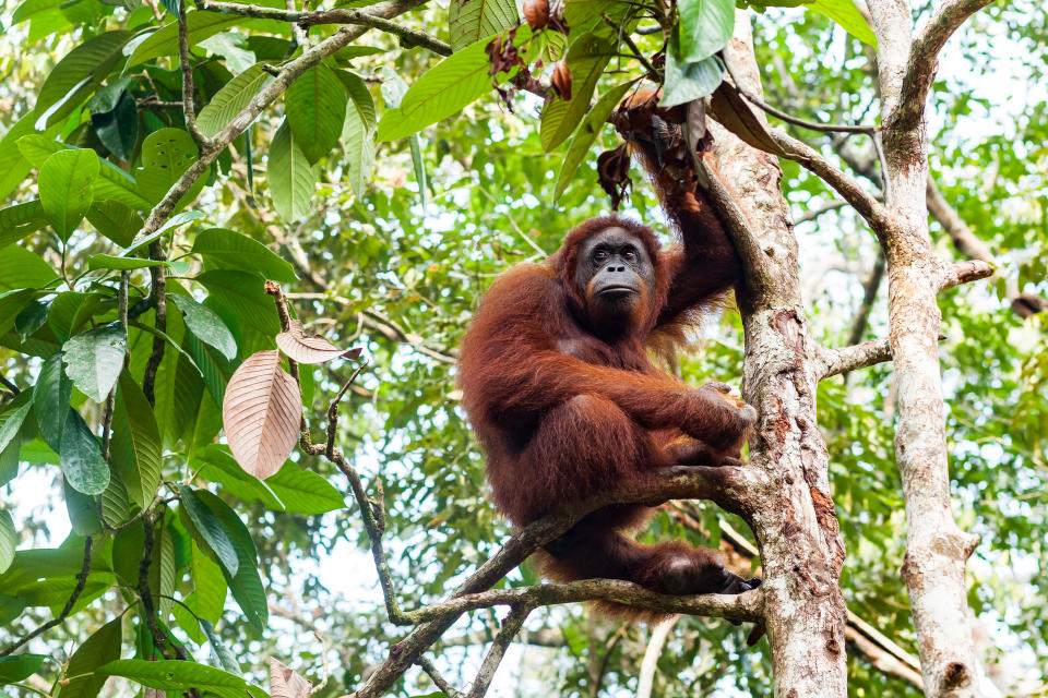 Endangered female orangutan sitting on a branch in the lush forest of Borneo