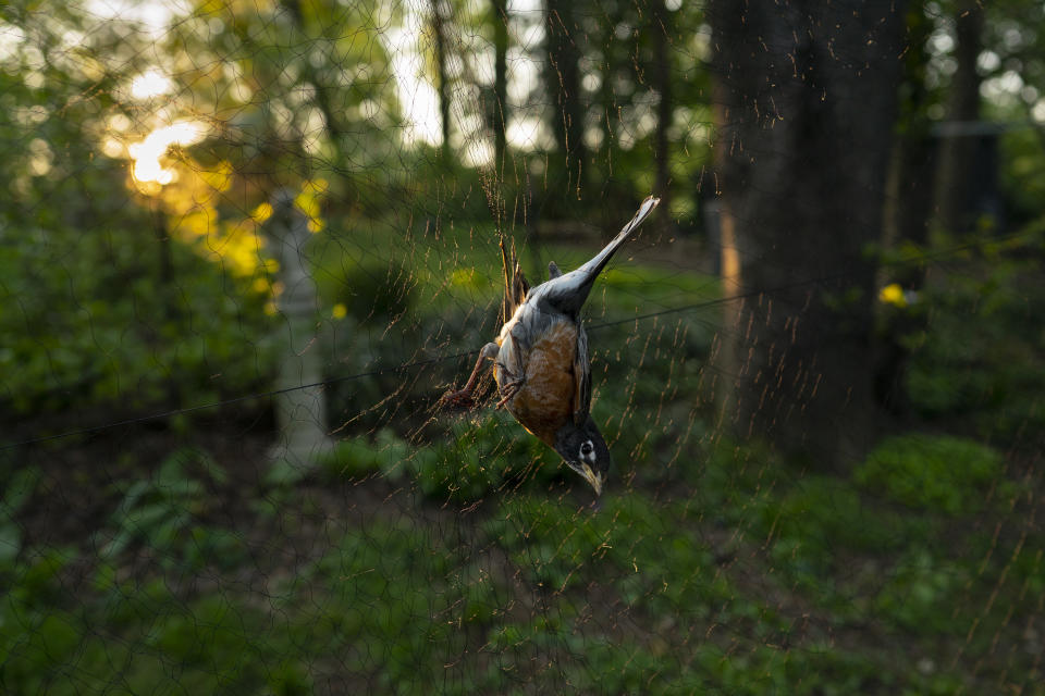 An American robin sits in a nylon net at sunrise, Saturday, April 24, 2021, in Silver Spring, Md. Avian ecologist and Georgetown University Ph.D. student Emily Williams uses nets to catch robins and possibly fit them with an Argos satellite tag. “It’s astounding how little we know about some of the most common songbirds,” said Ken Rosenberg, a conservation scientist at Cornell University. “We have a general idea of migration, a range map, but that’s really just a broad impression.” (AP Photo/Carolyn Kaster)