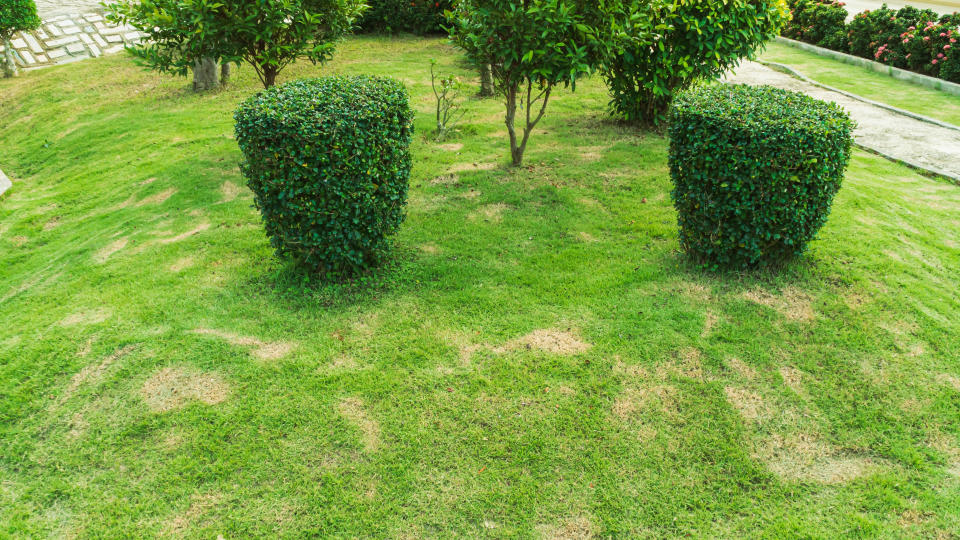 Brown spots in grass in garden