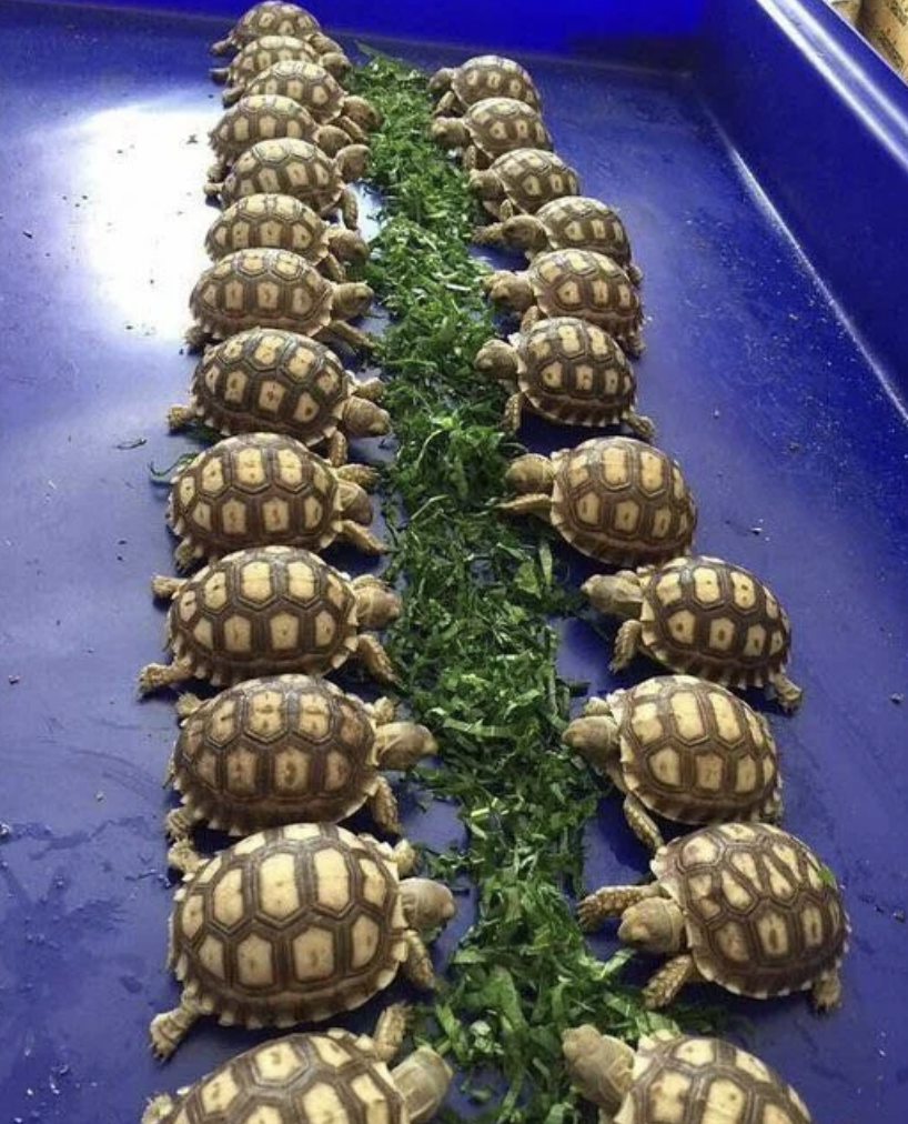 Yep, they're turtles