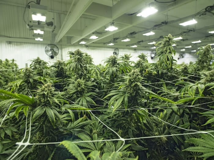 Flowering cannabis plants growing in an indoor farm.