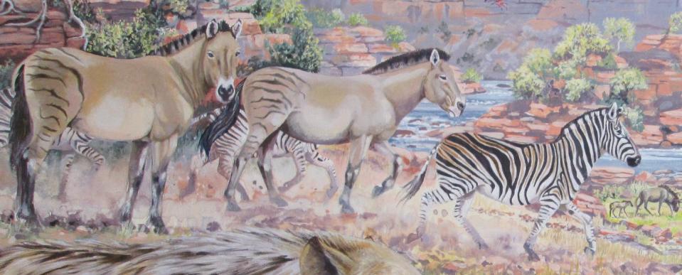 An illustration of two giant Cape zebras alongside a much smaller plains zebra. Maggie Newman