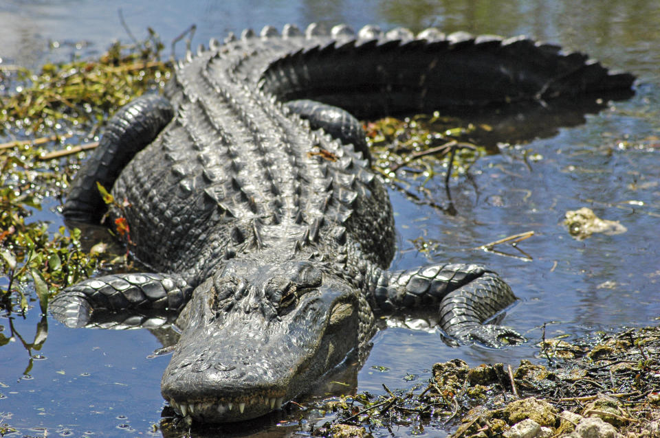 An alligator suns himself by the Anhinga Trail, in Everglades National Park. He has a bit of an overbite