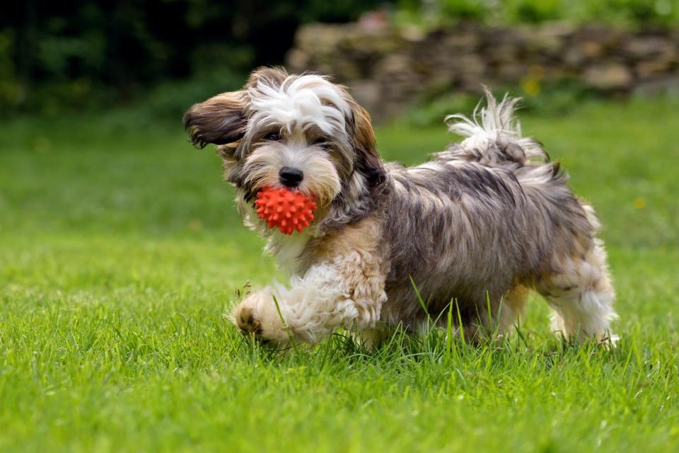 havanese dog running in grass with ball in his mouth