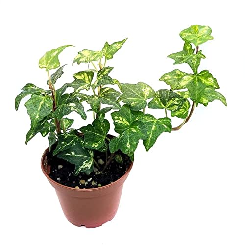 Common Ivy Live Houseplant - Kolibri English Ivy 4