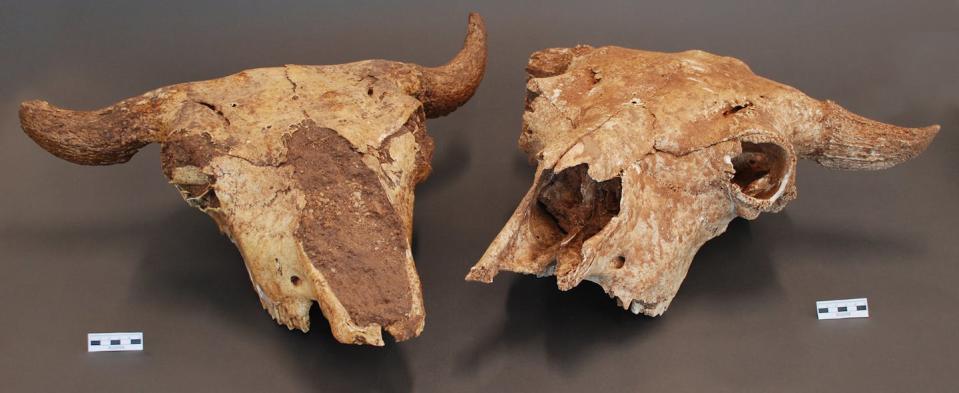 two bison skulls facing camera