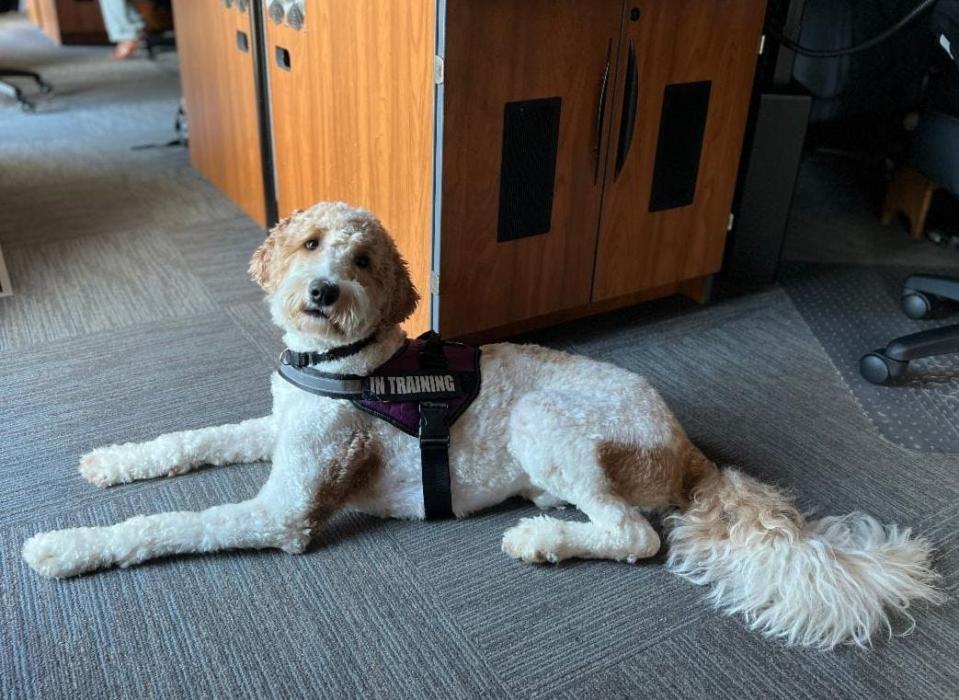 Emotional support dog Hope lounges inside the Calhoun County Consolidated Dispatch Center.