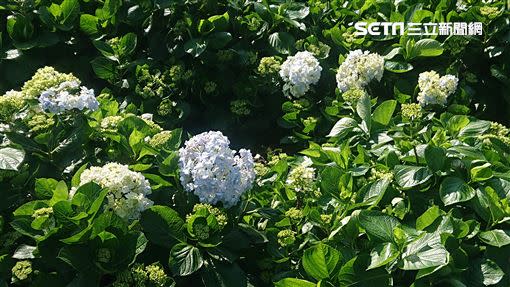 繡球花（圖／翻攝自北市府官網）