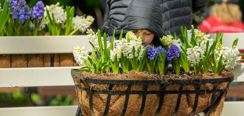 A young boy takes a second to smell the flowers during the ’Senses’ Spring Floral Show at the Mitchell Park Domes located at 524 S. Layton Blvd., Milwaukee.