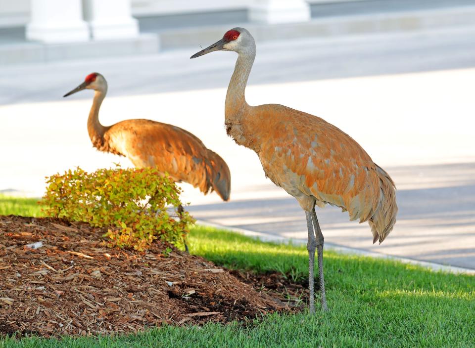 Sandhill cranes near an office complex along North Port Washington Road  south of Highland Road in Mequon on Tuesday, May 18, 2021.  Photo by Mike De Sisti / Milwaukee Journal Sentinel via USA TODAY NETWORK