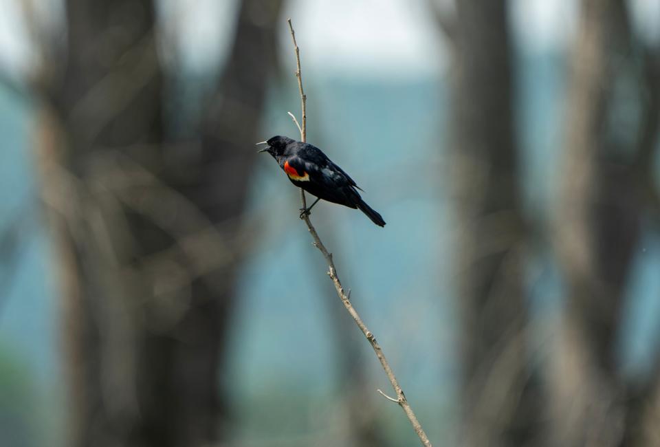 A red wing blackbird sits on a small branch on June 2, 2023, on an island in the Mississippi River south of La Crosse.