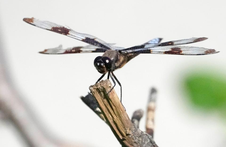 A dragonfly sits on a branch in Bayside on Tuesday, Aug. 30, 2022.  