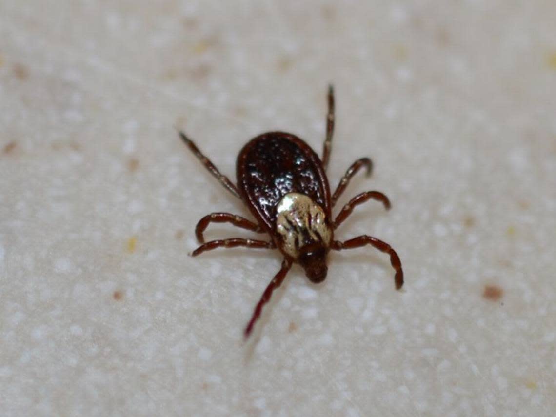 The American dog tick is one type of tick commonly found in Kansas.